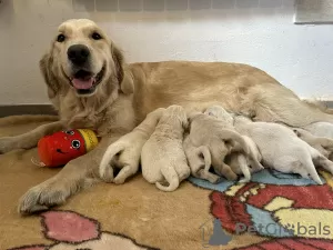 Photo №1. golden retriever - for sale in the city of Olsza | 404$ | Announcement № 89351