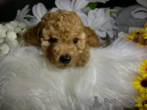 Additional photos: Red toy poodle puppies