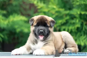 Additional photos: American Akita Puppies