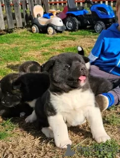 Additional photos: American Akita, puppies