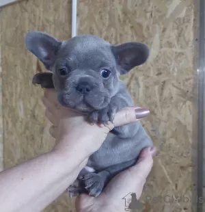 Photo №1. french bulldog - for sale in the city of Bač | negotiated | Announcement № 95458