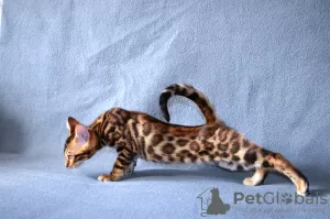 Photo №2 to announcement № 10815 for the sale of bengal cat - buy in Russian Federation from nursery