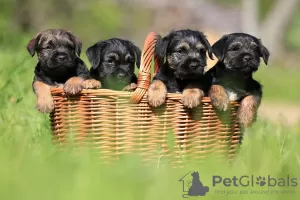 Photo №2 to announcement № 50873 for the sale of border terrier - buy in Slovakia private announcement