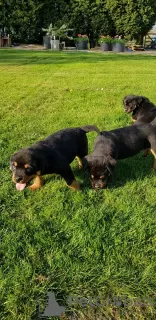 Photo №1. rottweiler - for sale in the city of Vilnius | 370$ | Announcement № 36100