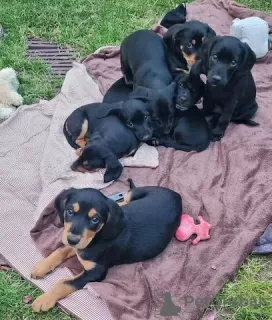 Photo №3. Light Mini Dachshund Mix Puppes for sale. Germany