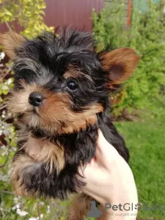 Additional photos: Yorkie baby face puppy