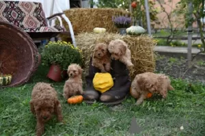 Additional photos: Miniature poodle