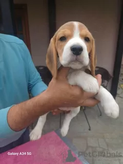 Photo №3. Beagle puppies for sale. Serbia