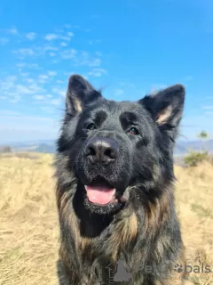 Additional photos: Long Hair German Shepherd working line puppies