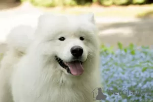 Additional photos: Samoyed puppies