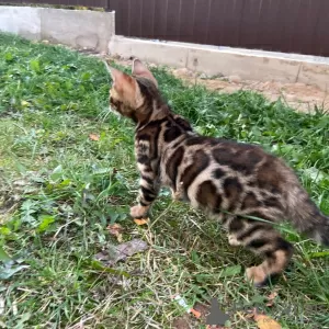 Additional photos: Bengal boy in breeding