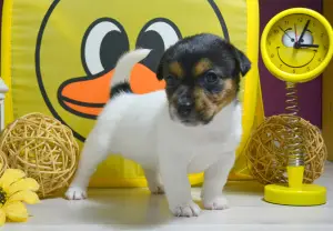 Additional photos: Jack russell terrier heterosexual puppies