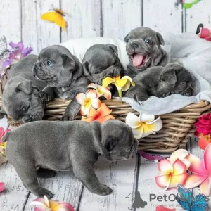 Photo №1. french bulldog - for sale in the city of Salzgitter | 150$ | Announcement № 129585