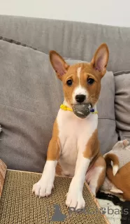 Additional photos: Basenji puppies 20/12/2023