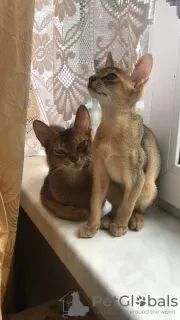 Additional photos: Abyssinian kittens