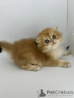 Additional photos: Scottish fold golden kitten