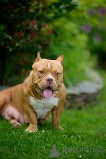 Additional photos: American Bully puppies for sale