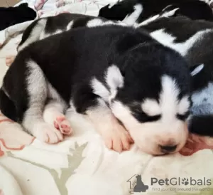 Photo №2 to announcement № 106942 for the sale of siberian husky - buy in Latvia private announcement, from nursery