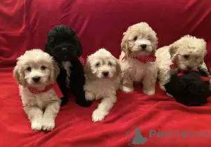 Photo №1. non-pedigree dogs - for sale in the city of Nizhny Novgorod | 578$ | Announcement № 9987