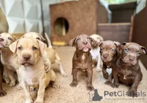 Additional photos: Adorable puppies for sale from adorable parents