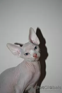 Photo №2 to announcement № 82740 for the sale of sphynx cat - buy in Germany private announcement