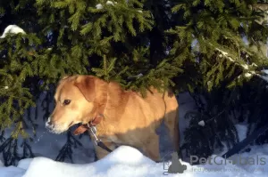 Photo №3. Charlie the hound. Russian Federation