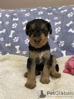 Additional photos: Airedale Terrier ZkwP/FCI puppy - female and male