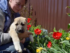 Photo №2 to announcement № 6529 for the sale of central asian shepherd dog - buy in Russian Federation private announcement