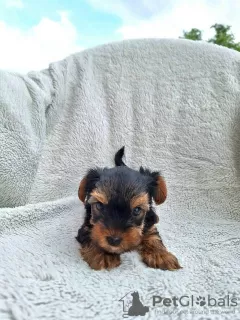 Additional photos: Yorkshire Terrier puppies