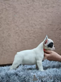 Photo №3. Beautiful french bulldog puppies. Serbia