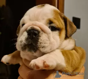 Additional photos: English bulldog boy