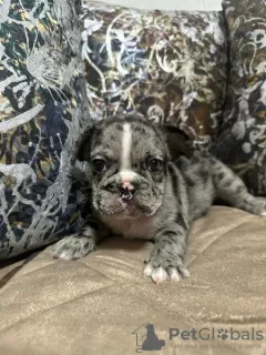 Additional photos: French bulldog puppies