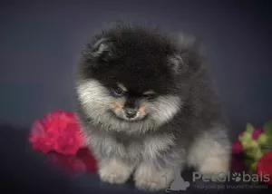 Photo №1. pomeranian - for sale in the city of Chaikovsky | 1918$ | Announcement № 7849