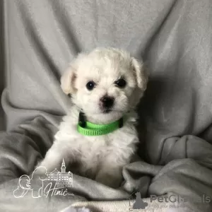 Additional photos: Bichon Frize puppies