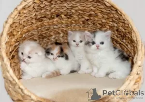 Photo №1. scottish fold - for sale in the city of Tongeren | Is free | Announcement № 128753