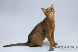 Additional photos: Zhorik is a young Abyssinian cat.