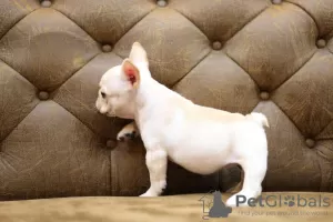 Photo №4. I will sell french bulldog in the city of Франкфурт-на-Майне. private announcement - price - 380$