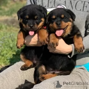 Photo №1. rottweiler - for sale in the city of Anderlecht | Is free | Announcement № 116724