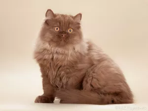 Photo №1. british longhair - for sale in the city of Москва | 522$ | Announcement № 5745