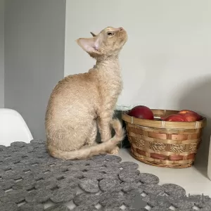 Photo №3. Devon Rex Cinnamon. Poland