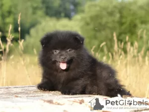 Additional photos: Spitz puppies