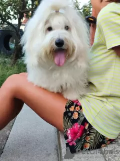 Photo №3. Coton de Tulear. Serbia