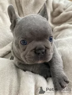 Photo №2 to announcement № 11279 for the sale of french bulldog - buy in United Kingdom private announcement