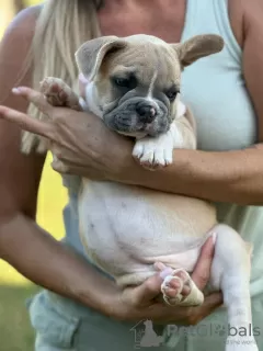 Additional photos: Puppies for sale very cute French bulldog.