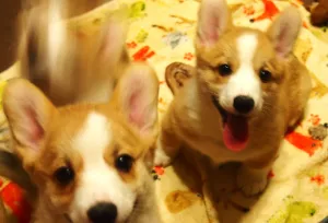 Photo №2 to announcement № 6082 for the sale of welsh corgi - buy in Russian Federation breeder