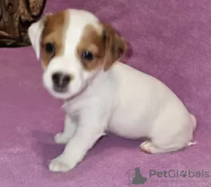 Photo №2 to announcement № 129661 for the sale of jack russell terrier - buy in Russian Federation private announcement