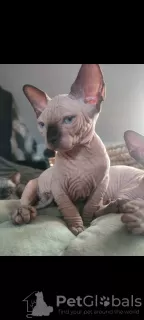 Additional photos: Sphynx quality kittens