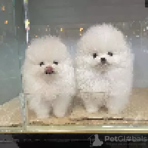 Photo №4. I will sell pomeranian in the city of Maribor.  - price - Is free