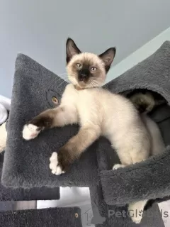 Photo №1. siamese cat - for sale in the city of Nuremberg | 250$ | Announcement № 97982