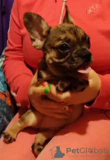 Photo №1. french bulldog - for sale in the city of Tver | negotiated | Announcement № 8874